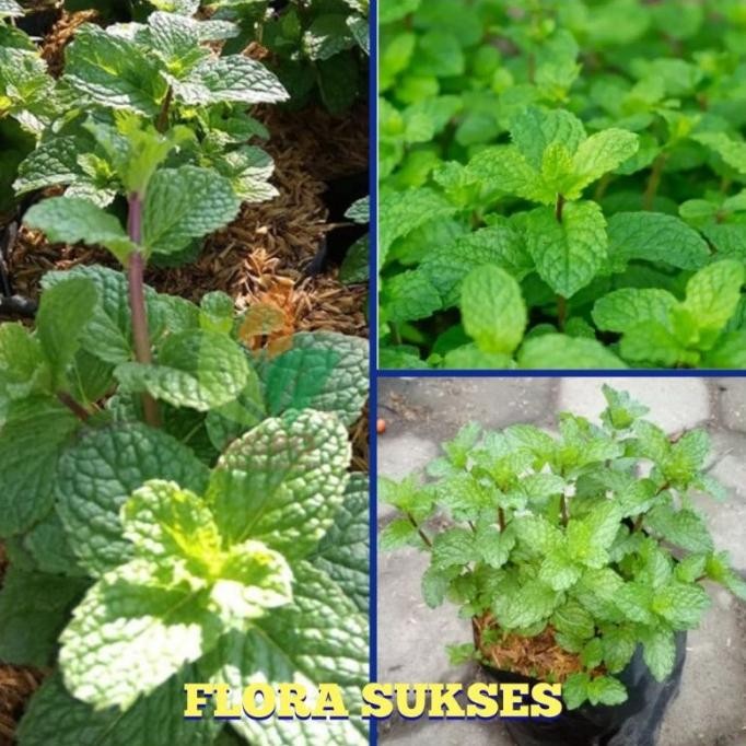 

Terlaris Ready Terlaris Bibit Tanaman Daun Mint Jumbo Spearmint Bibit Mint Pohon Mint