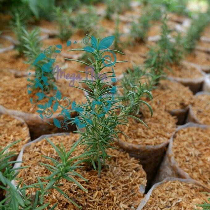 

Terlaris Bibit Tanaman Rosemary Herb Hias Bumbu Daun