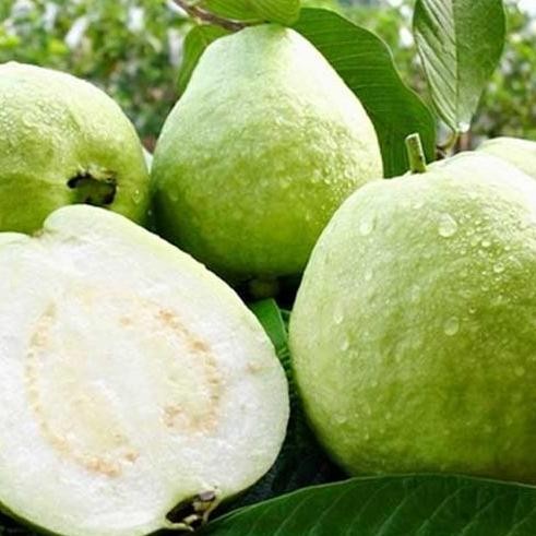 

Terlaris Bibit Buah Jambu Sukun Tanpa Biji Genjah Hasil Okulasi Tinggi 80Cm