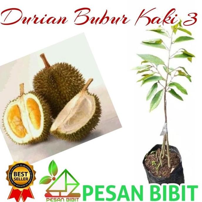 

Terlaris Bibit Durian Bubur Kaki 3