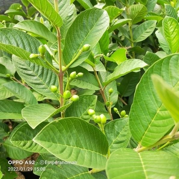 

Terlaris Viraalll 99 Bibit Tanaman Buah Jambu Kristal Merah Siap Berbuah Ngetop