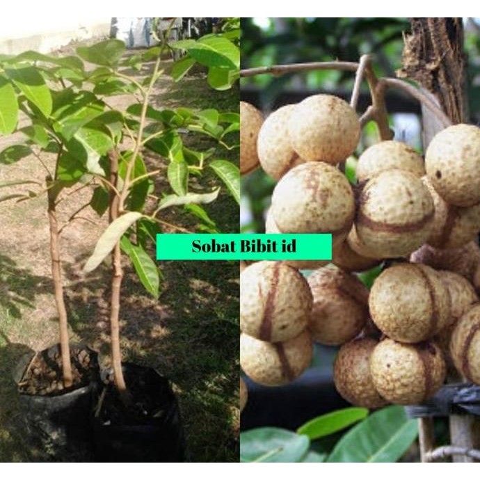 

Terlaris Bibit Kelengkeng Aroma Durian Unggul Varietas Asli