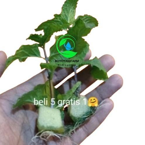 

Terlaris Bibit Daun Mint Siap Tanam