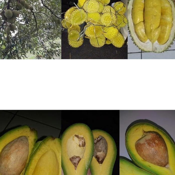 

Terlaris Paket Bibit Campuran Durian Dan Alpukat Durian 40, Alpukat 40
