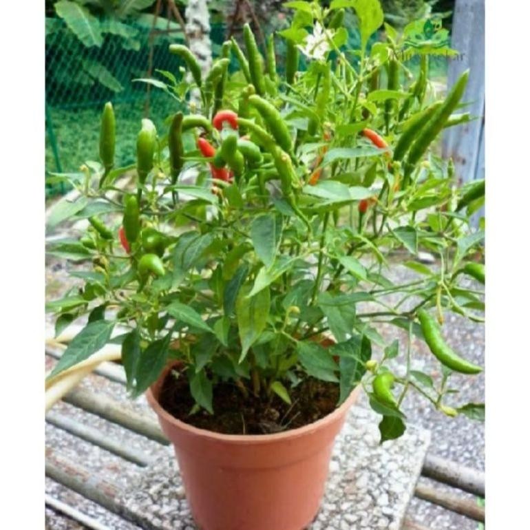 Bibit cabai setan. Cabe hitam sudah berbuah.