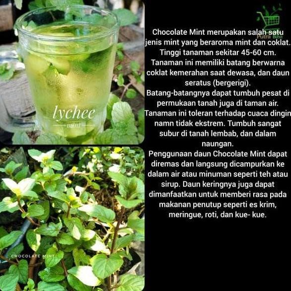 

Terlaris Bibit Tanaman Daun Peppermint Spearmint Chocolate Mint - Herbal Coklat