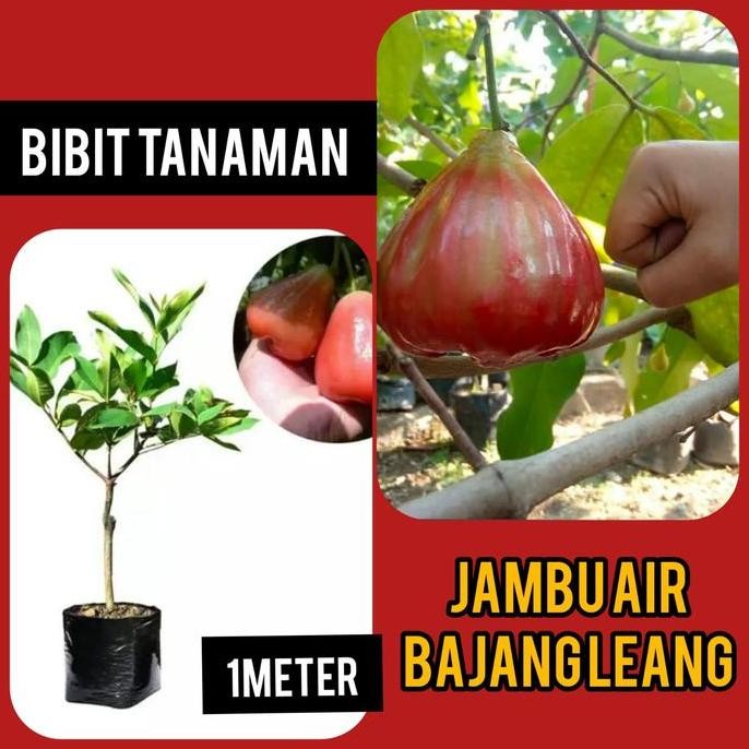 

Terlaris Bibit Jambu Air Bajangleang 1 Meter / Jambu Bajang Leang