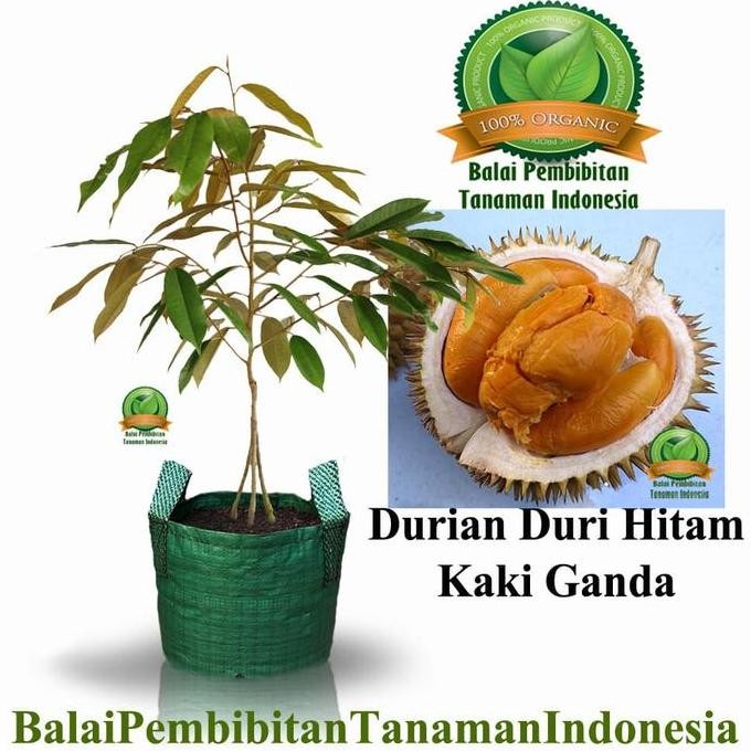 

Terlaris Bibit Durian Duri Hitam Kaki 3 / Bibit Buah / Tanaman
