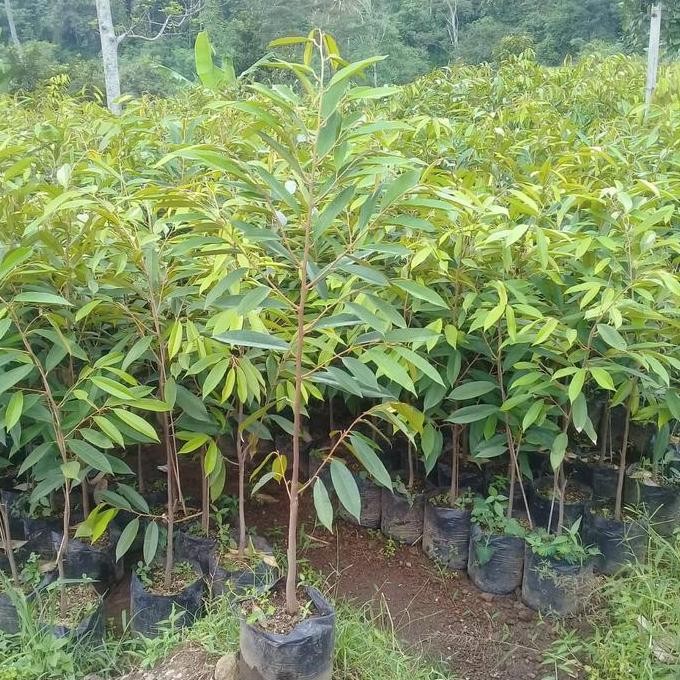 

Terlaris Bibit Durian Musangking 1,5 Mter