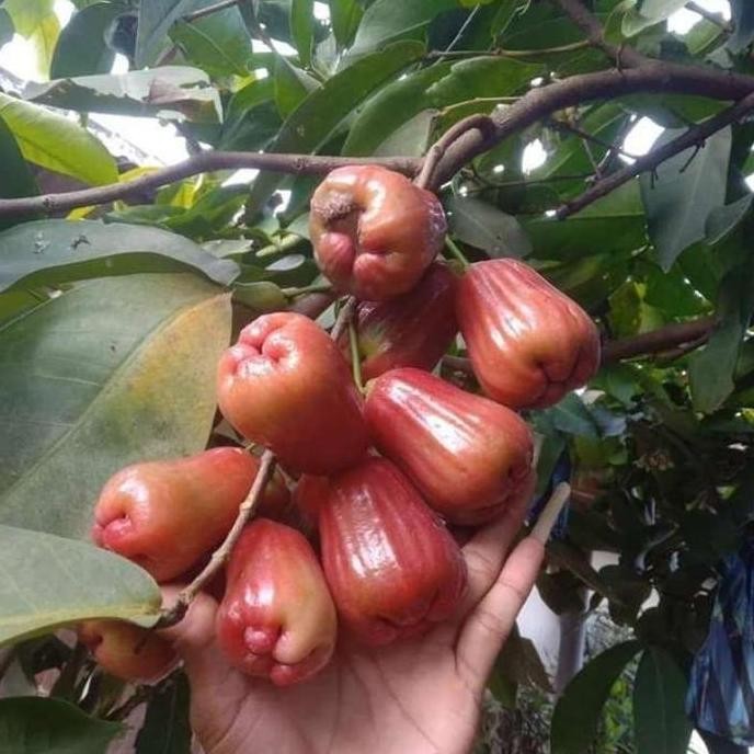 

Terlaris Bibit Tamanan Jambu Air Citra Jumbo ( Cangkokan) Pohon