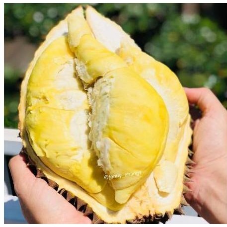 

Terlaris Bibit Durian Monthong Unggul Hasil Okulasi Cepat Berbuah