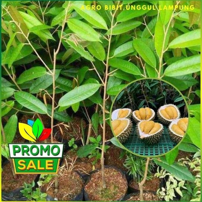 

Terlaris Bibit Durian D24 Malaysia Asli Tanaman Okulasi Cepat Berbuah Super Genjah Pohon Bibit Durian