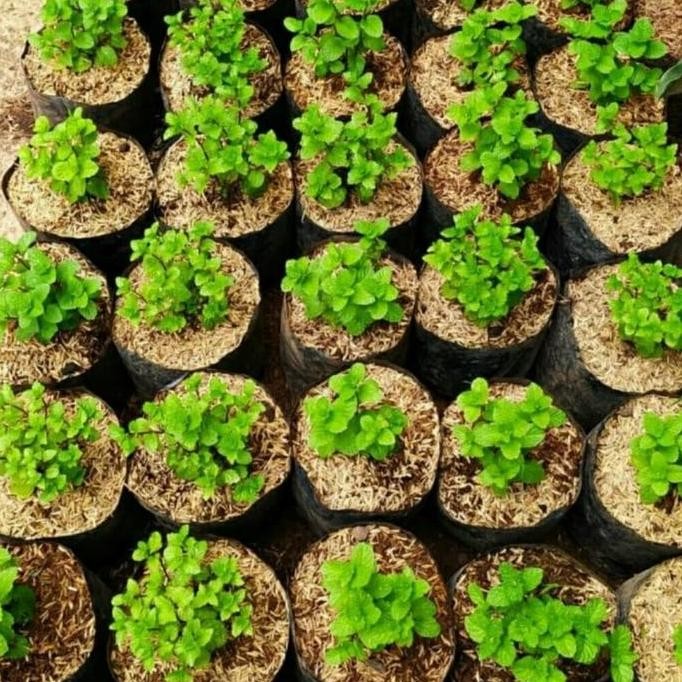 

Terlaris Promo Paket 8 Bibit Tanaman Daun Mint Mentha Cooler