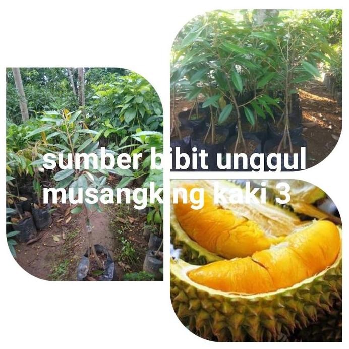 

Terlaris Bibit Durian Musangking Kaki 3