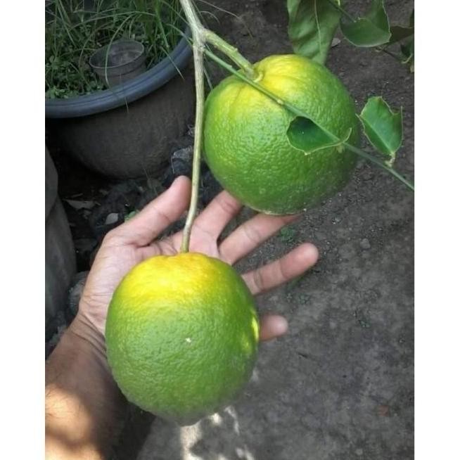 

Terlaris Pohon Super Best Bibit Tanaman Buah Jeruk Nipis Jumbo Okulasi Cepat Atz