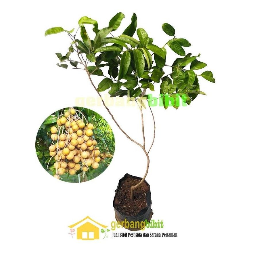 

Terlaris Bibit Pohon Tanaman Kelengkeng Aroma Durian Okulasi Unggul Siap Buah