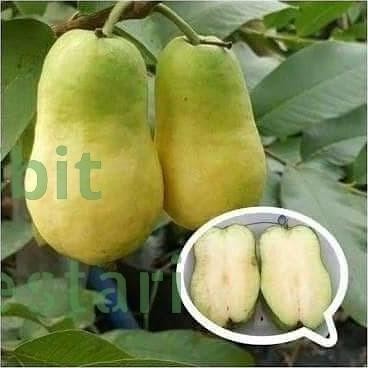 

Terlaris Bibit Jambu Farang - Jambu Biji Farang Okulasi Agronesia