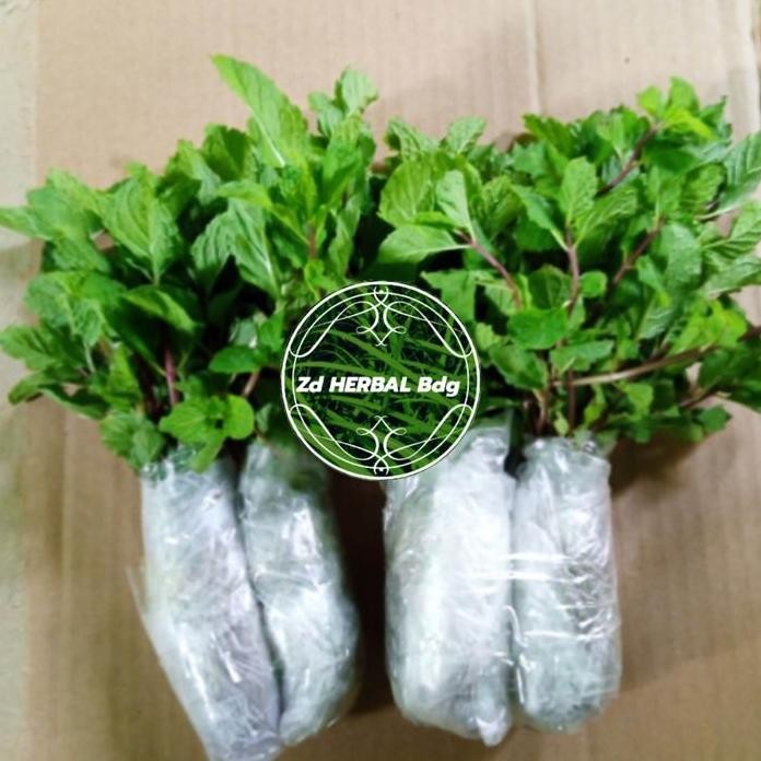 

Terlaris Bibit Daun Mint Segar