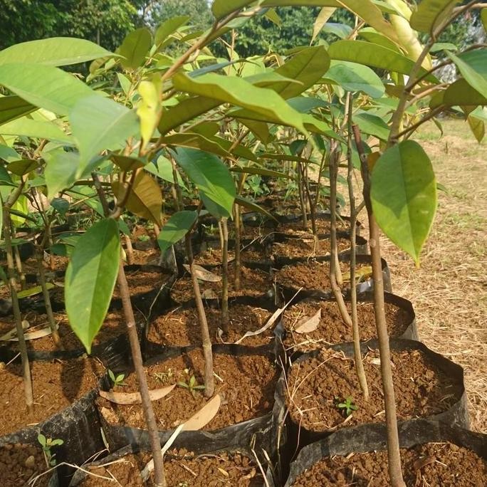 

Terlaris Bibit Durian Varietas Duri Hitam