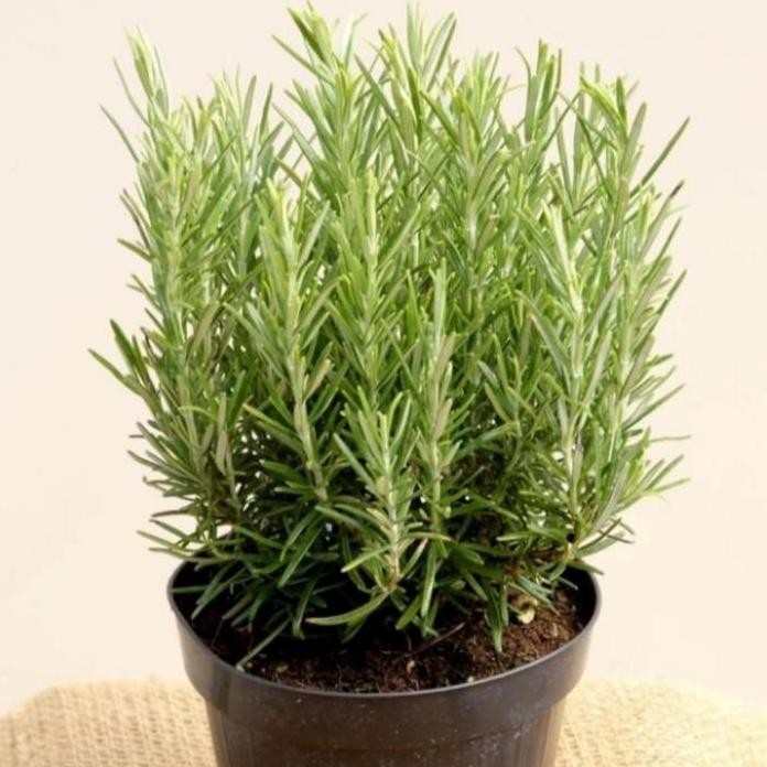 

Terlaris Bibit Tanaman Rosemary Herbal Banyak Khasiat Murah