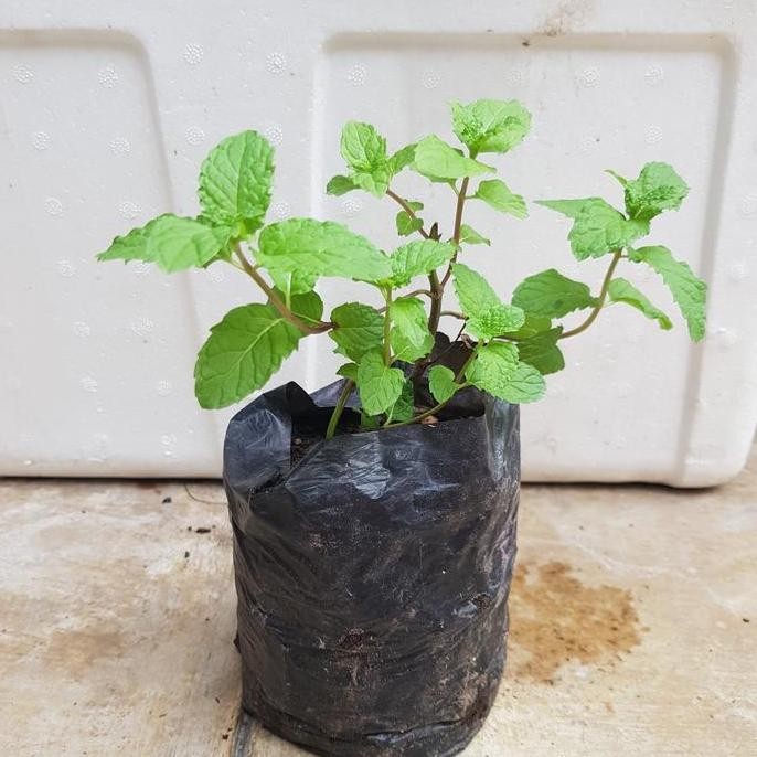 

Terlaris Bibit Daun Mint Jenis Common Mint