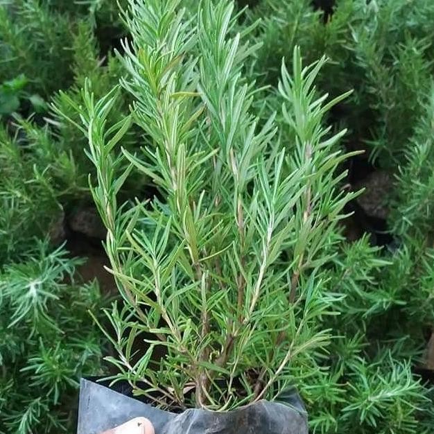 

Terlaris Bibit Tanaman Rosemary Herbal