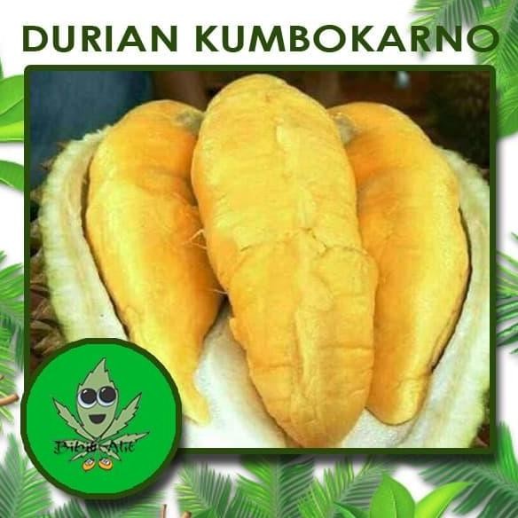 

Terlaris Bibit Durian Kumbokarno Kaki 3