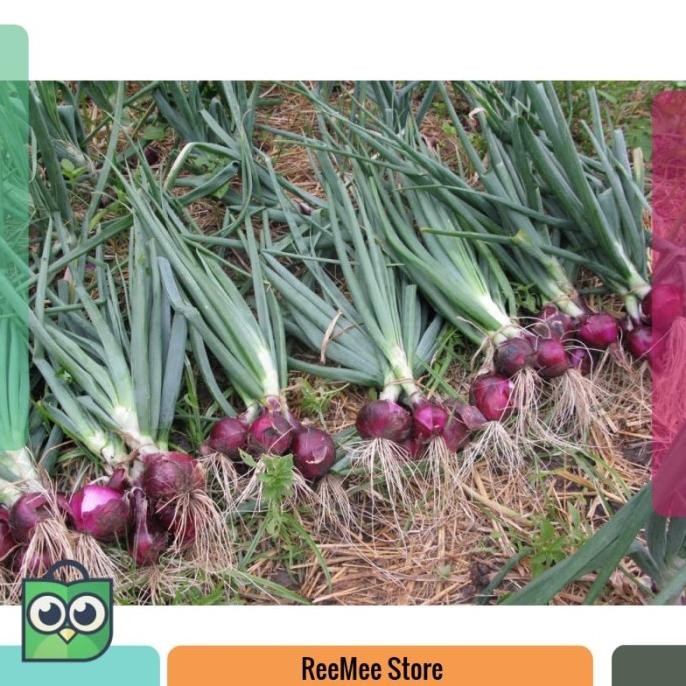 

Terlaris 100 Benih Bawang Merah Lokananta F1 Hibrida Bibit Tanaman Sayuran Mgi