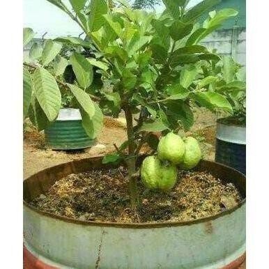 

Terlaris Best! Bibit Tanaman Buah Jambu Kristal(Sudah Berbunga) Asli! Ammf