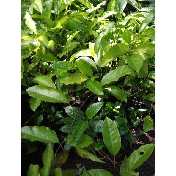 

Terlaris Bibit Jeruk Nipis Unggulan Rhqdao 9013Bd