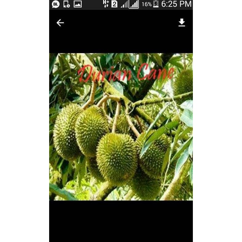 

Terlaris Bibit Durian Cane