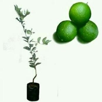 

Terlaris Unik Bibit Jeruk Nipis Jumbo Thailand Berkualitas