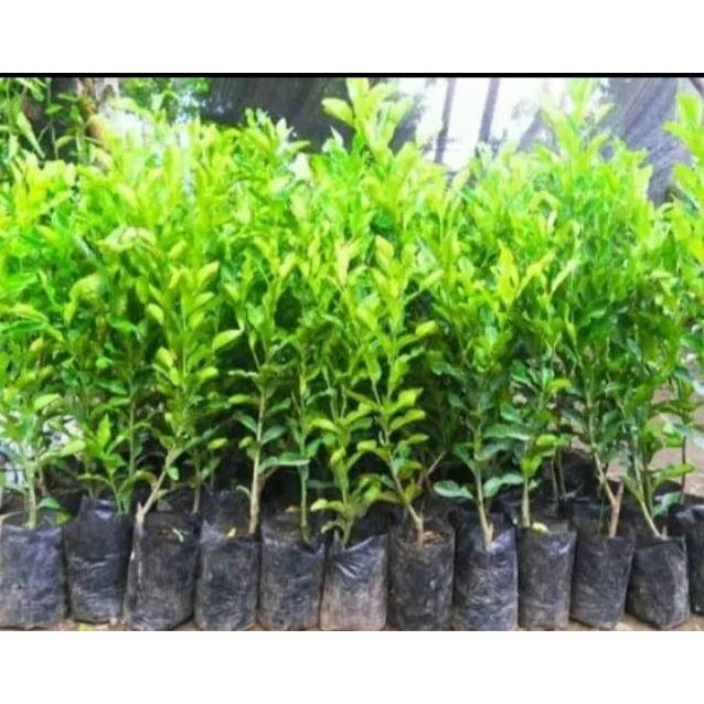 

Terlaris Bibit Jeruk Nipis Super Pagsti 2813Gh