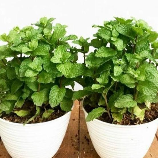 

Terlaris Bibit Tanaman Mint Daun Peppermint Daun Mint