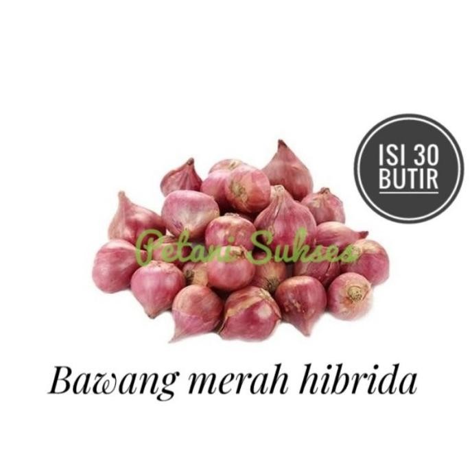 

Terlaris (30 Butir) Bibit Benih Sayuran Buah Umbi Bawang Merah Hibrida Kemasan