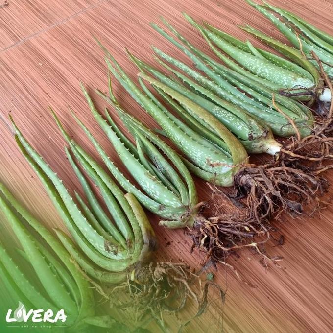 

Terlaris Bibit Tanaman Pohon Lidah Buaya Jumbo