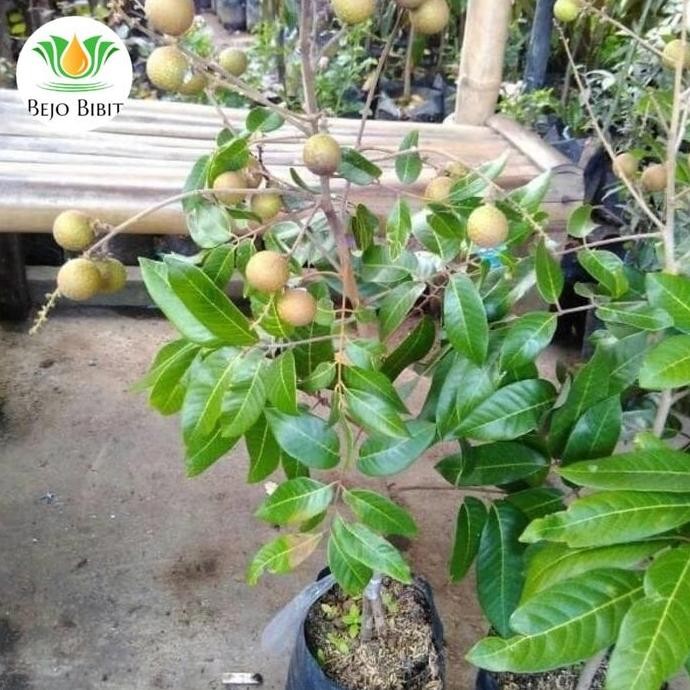 

Terlaris Bibit Tanaman Kelengkeng Aroma Durian-Bibit Klengkeng Aroma Murah