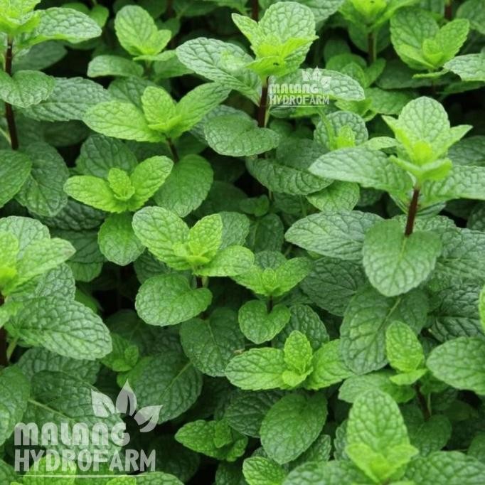 

Terlaris Benih Mint Common Unggulan Berkualitas Biji Daun Min Herbal Bibit