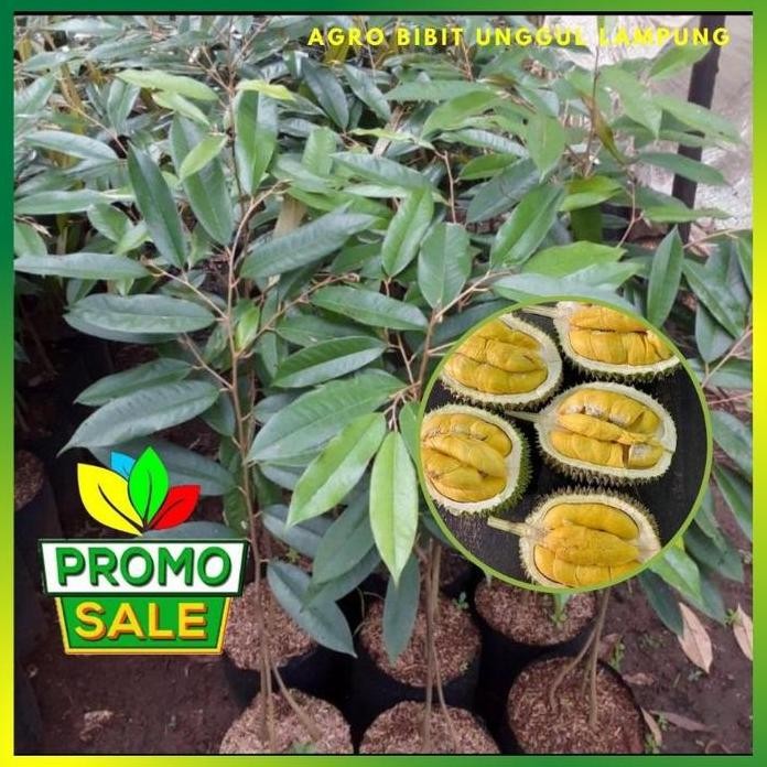 

Terlaris Bibit Durian Musangking Kaki 3 Asli Tanaman Okukasi Cepat Berbuah Pohon