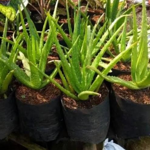 

Terlaris Bibit Tanaman Lidah Buaya Pohon Aloevera Jumbo