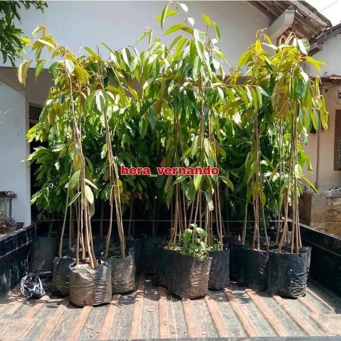 

Terlaris Ready Bibit Durian Bawor Super