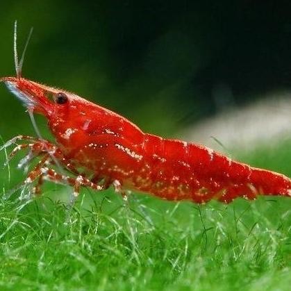 Terlaris Paket Udang Hias Aquarium Aquascape - Udang Hias Air Tawar - Pembersih Aquarium Aquascape -
