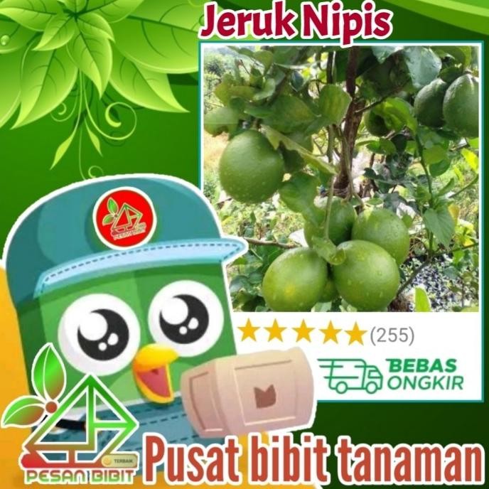 

Terlaris Bibit Tanaman Buah Jeruk Nipis Kondisi Berbuah Bibit Jeruk Murah Aa88