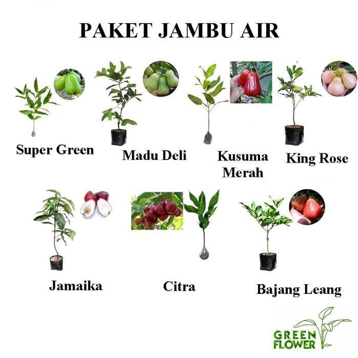 Terlaris Promo 3 Jenis Bibit Jambu Air Murah