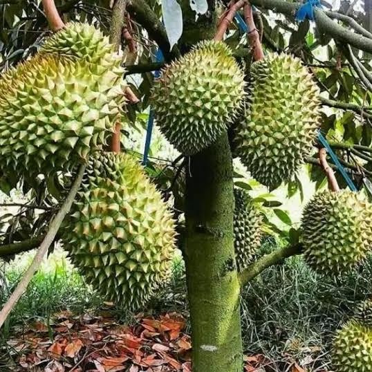 

Terlaris Bibit Durian Montong Super Unggul