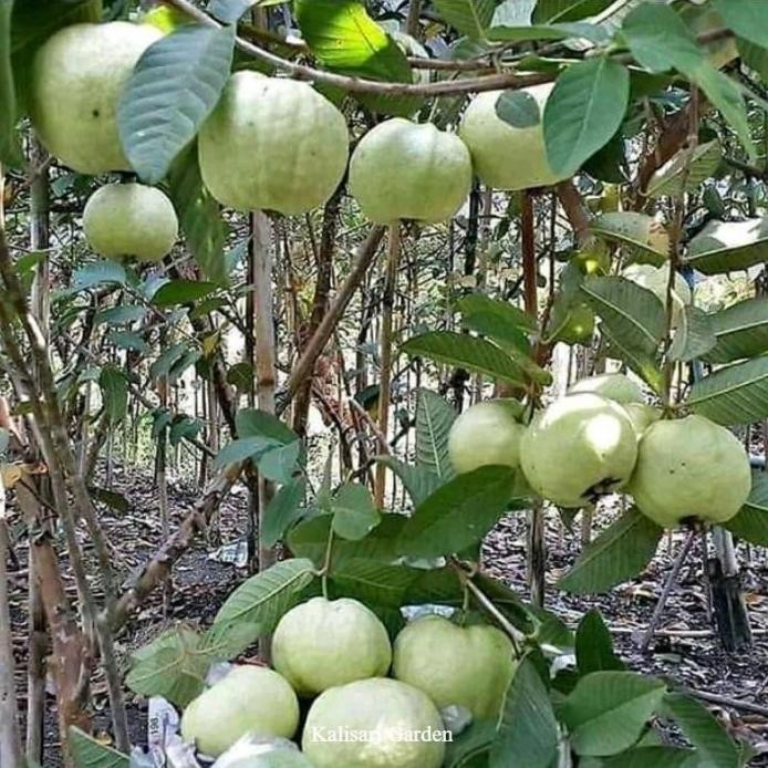 

Terlaris Pohon Bibit Jambu Kristal Putih Jumbo Varietas Bibit Subur
