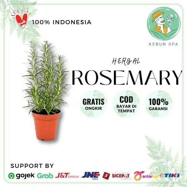 

Terlaris Bibit Tanaman Herbal Rosemary Eeee