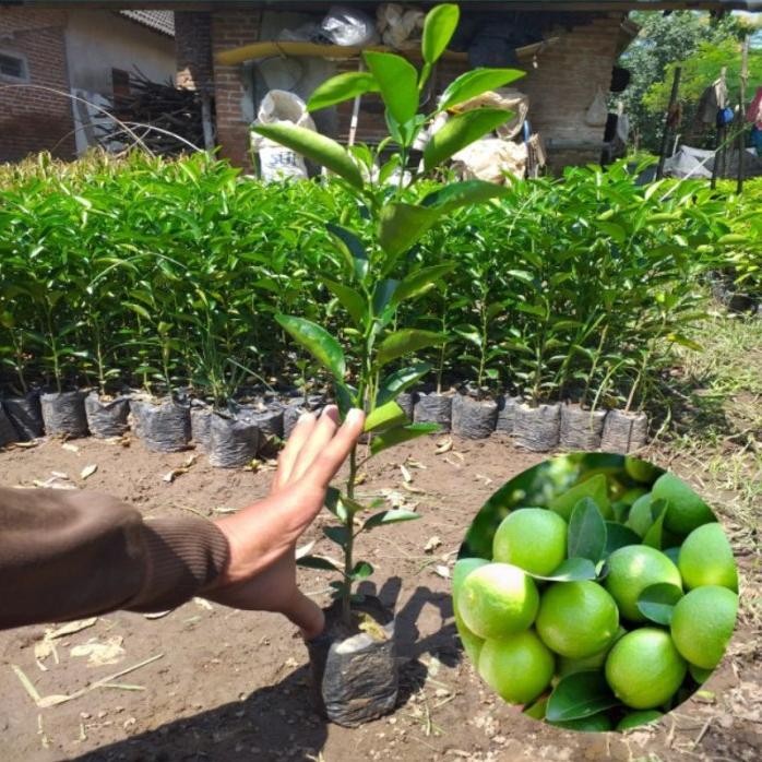 

Terlaris Bibit Jeruk Nipis (Beli 5 Gratis 1)