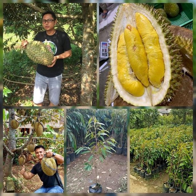 

Terlaris Bibit Durian Hitam Asli