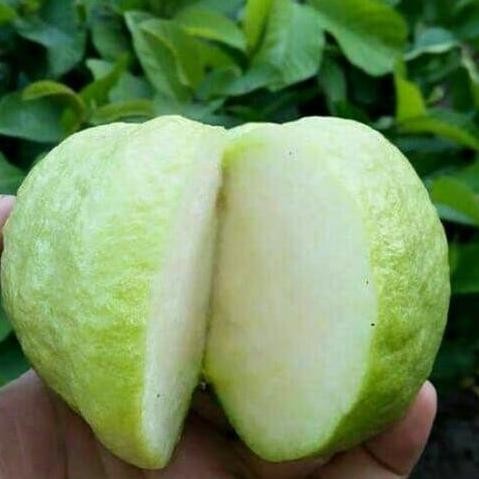 

Terlaris Bibit Tanaman Buah Jambu Sukun Putih Okulasi At16
